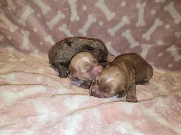 Beautiful working cocker spaniels for sale in Droitwich, Worcestershire - Image 4