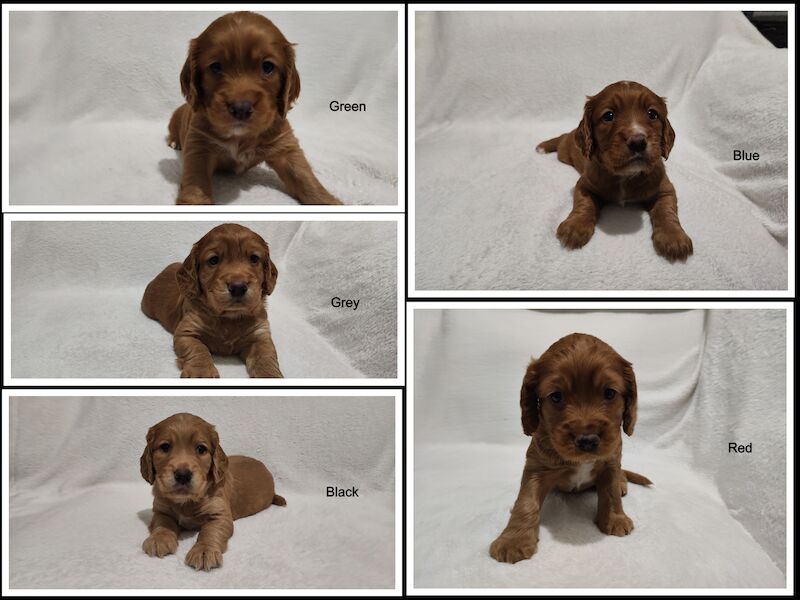 Beautiful Working Cocker Spaniels (DNA Health tested) for sale in Durham, County Durham