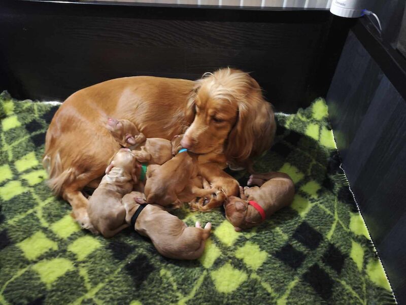 Beautiful Working Cocker Spaniels (DNA Health tested) for sale in Durham, County Durham - Image 2