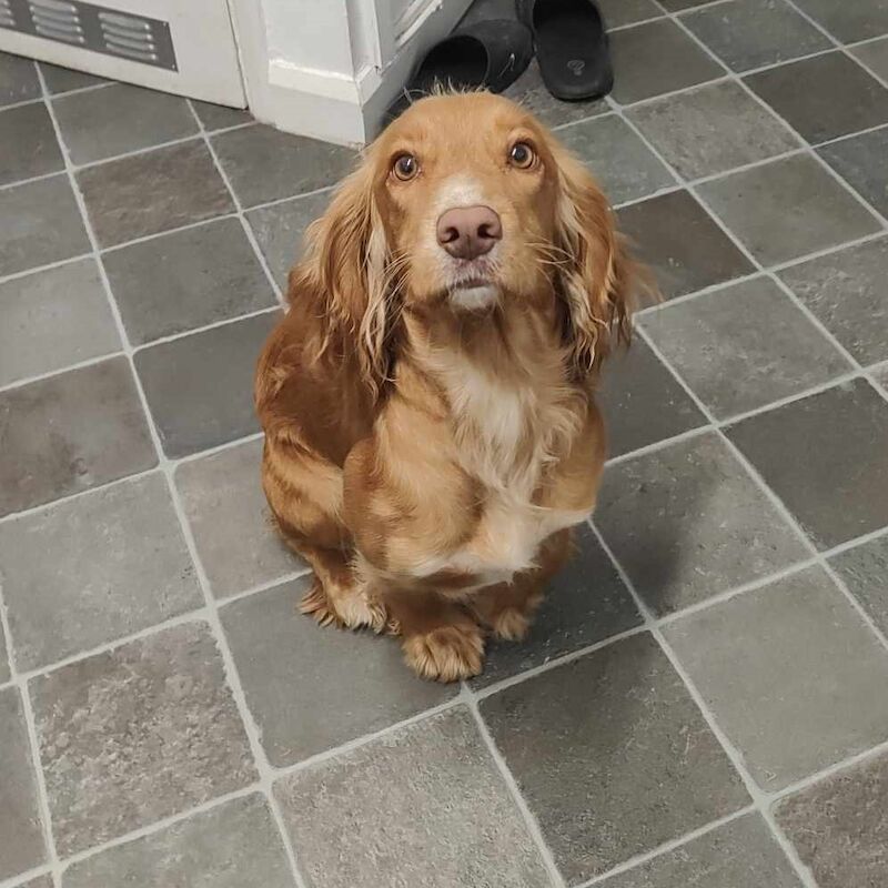 Beautiful Working Cocker Spaniels (DNA Health tested) for sale in Durham, County Durham - Image 3