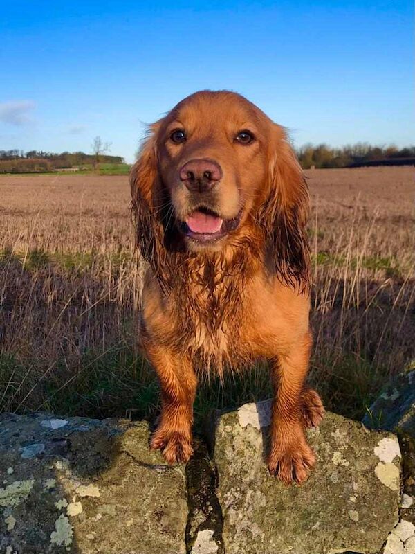 Beautiful Working Cocker Spaniels (DNA Health tested) for sale in Durham, County Durham - Image 4