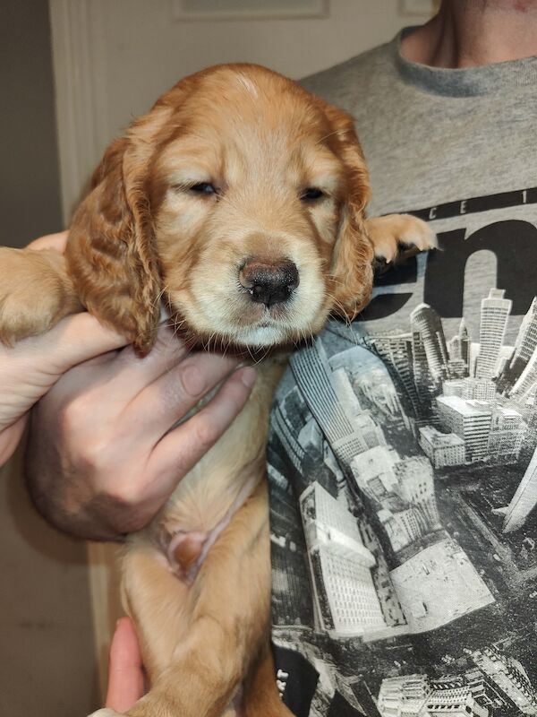 Beautiful Working Cocker Spaniels (DNA Health tested) for sale in Durham, County Durham - Image 6