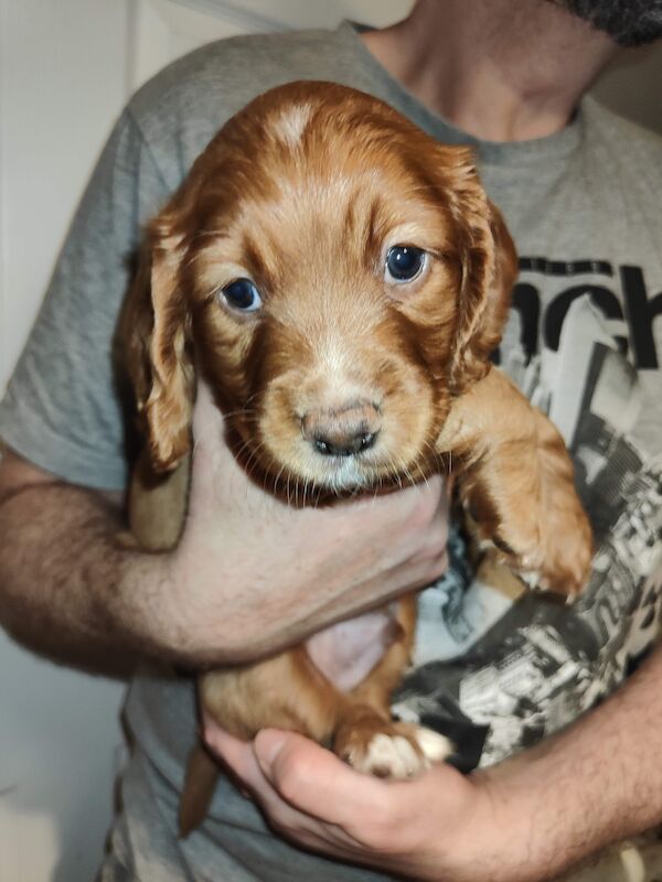 Beautiful Working Cocker Spaniels (DNA Health tested) for sale in Durham, County Durham - Image 7