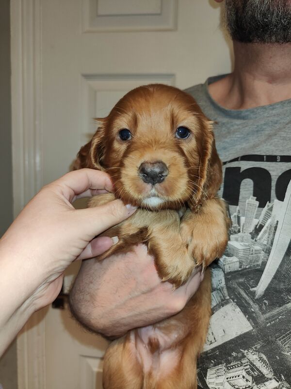 Beautiful Working Cocker Spaniels (DNA Health tested) for sale in Durham, County Durham - Image 8