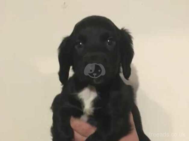 Beautiful working cocker spaniels for sale in Canterbury, Kent - Image 1