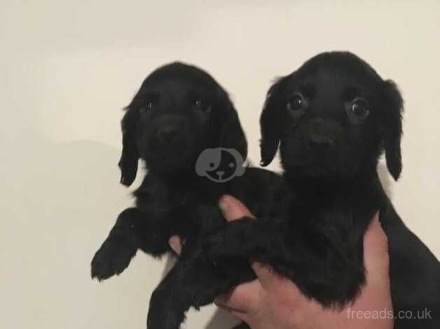 Beautiful working cocker spaniels for sale in Canterbury, Kent - Image 2