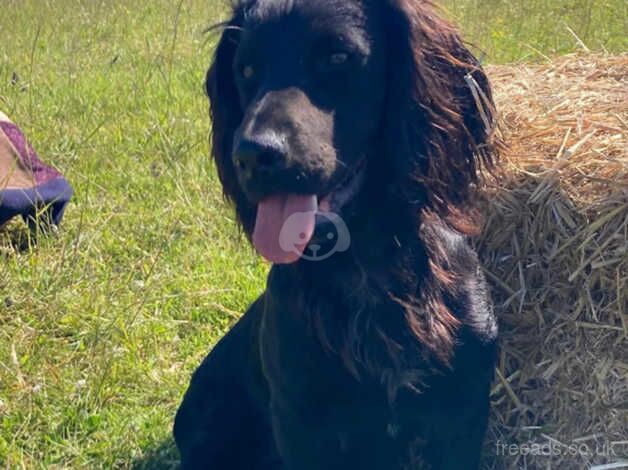 Beautiful working cocker spaniels for sale in Canterbury, Kent - Image 4