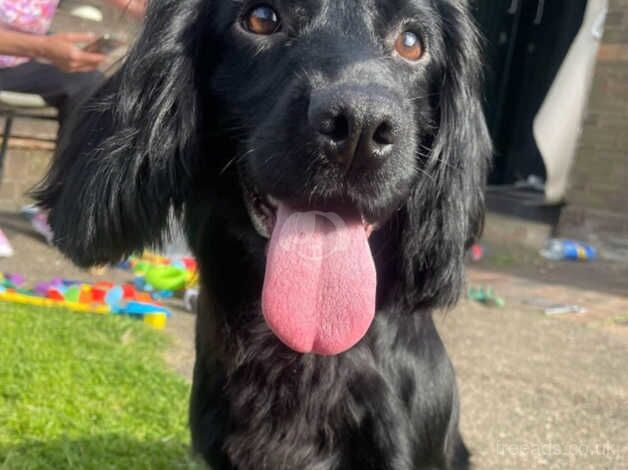 Beautiful working cocker spaniels for sale in Canterbury, Kent - Image 5