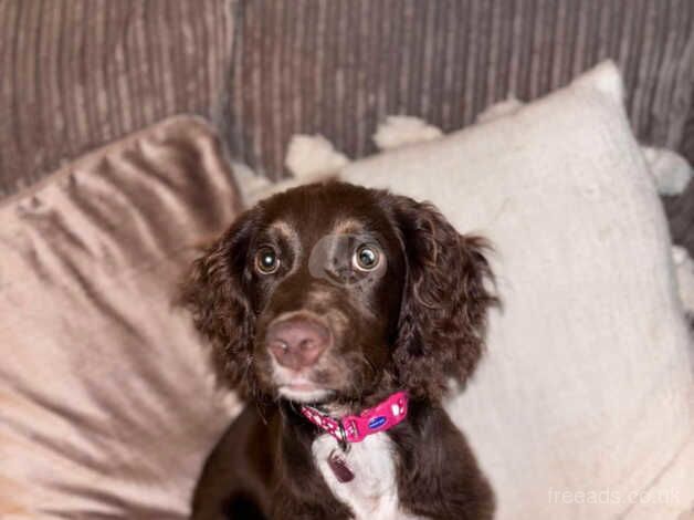 Bella cocker spaniel for sale in Bradford, West Yorkshire - Image 1