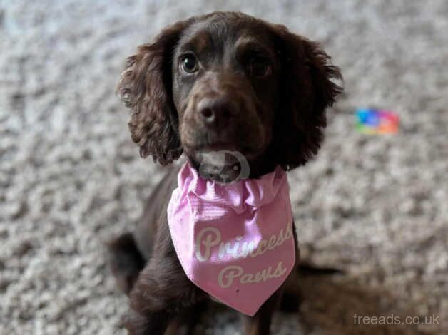 Bella cocker spaniel for sale in Bradford, West Yorkshire - Image 2