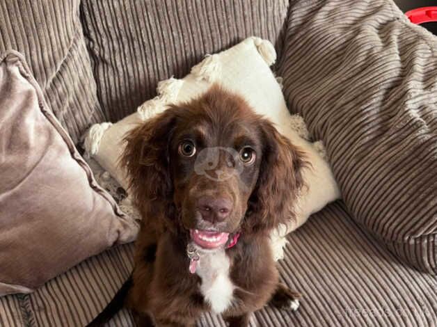 Bella cocker spaniel for sale in Bradford, West Yorkshire - Image 4