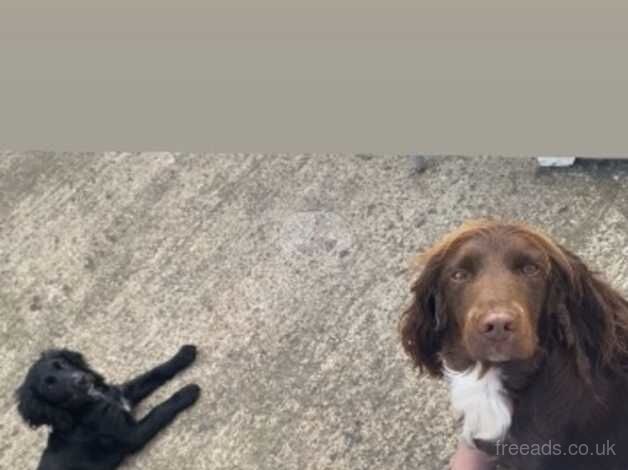 Black cocker for sale in Newbiggin-by-the-Sea, Northumberland