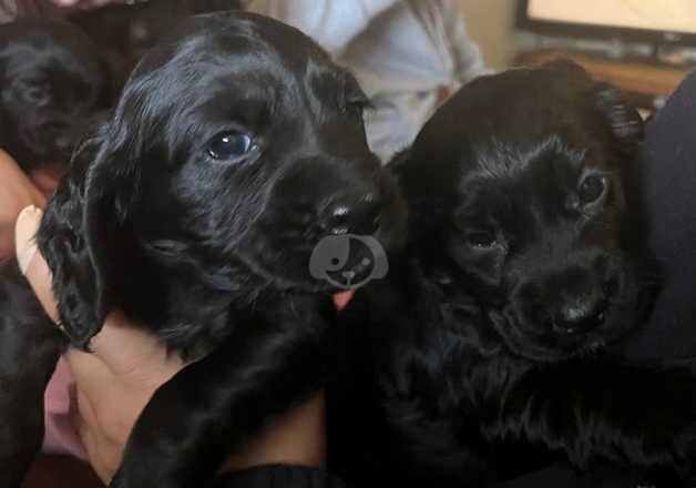 Cocker Spaniels for sale in Sanquhar, Dumfries and Galloway