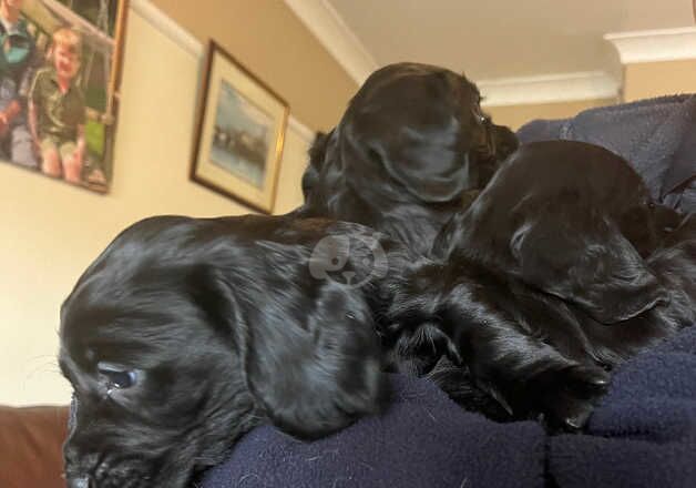 Black KC Reg Black male for sale in Sanquhar, Dumfries and Galloway - Image 3