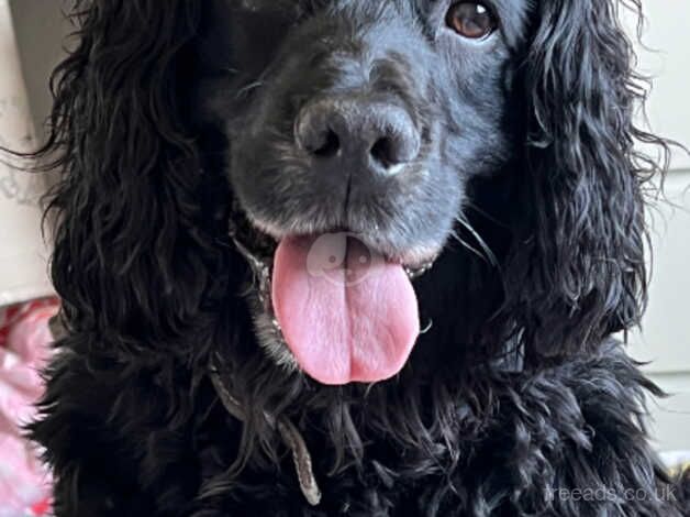 Black male spaniel for sale in Swindon, Staffordshire - Image 1