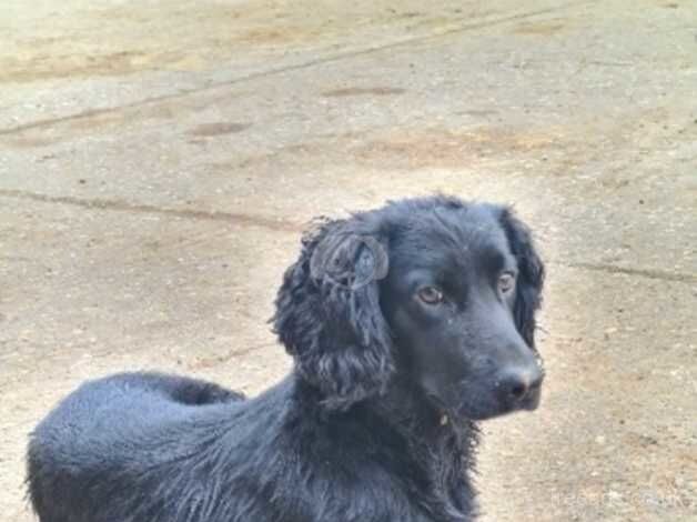 Black male working cocker for sale in Northampton, Northamptonshire - Image 1