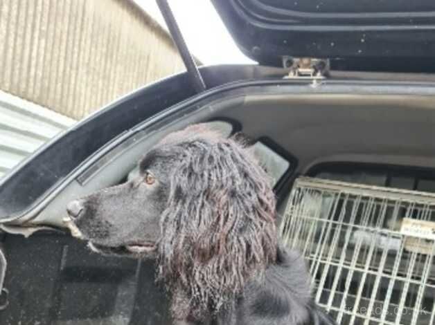 Black male working cocker for sale in Northampton, Northamptonshire - Image 3