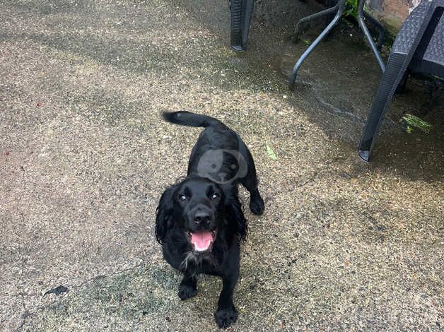 BLACK MINIATURE COCKER SPANIEL for sale in Wrexham, Wrexham