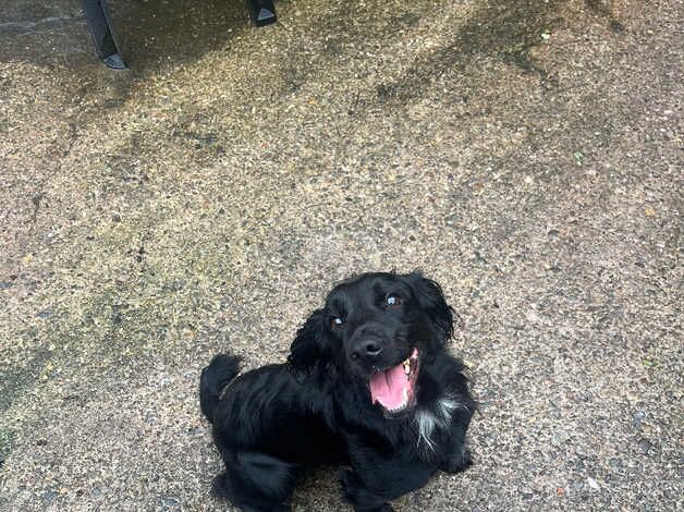 BLACK MINIATURE COCKER SPANIEL for sale in Wrexham, Wrexham - Image 2