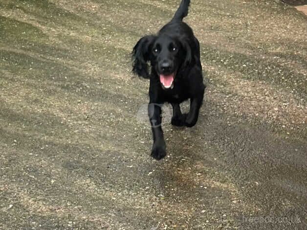 BLACK MINIATURE COCKER SPANIEL for sale in Wrexham, Wrexham - Image 4