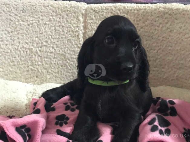 Black show type cocker spaniel puppies for sale in Carmarthen/Caerfyrddin, Carmarthenshire - Image 1