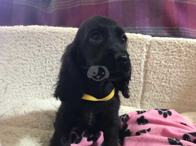 Black show type cocker spaniel puppies for sale in Carmarthen/Caerfyrddin, Carmarthenshire - Image 4