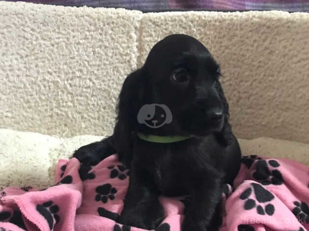 Black show type cocker spaniel puppies for sale in Carmarthen/Caerfyrddin, Carmarthenshire - Image 5