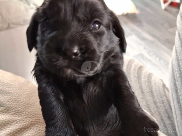 Black working cockerspaniels for sale in Leeds, West Yorkshire - Image 1