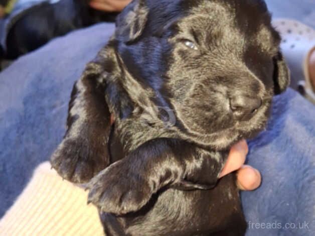 Black working cockerspaniels for sale in Leeds, West Yorkshire - Image 2