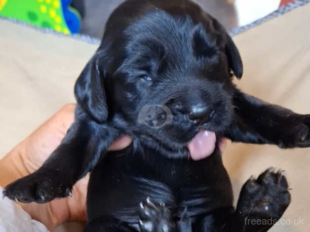 Black working cockerspaniels for sale in Leeds, West Yorkshire - Image 4