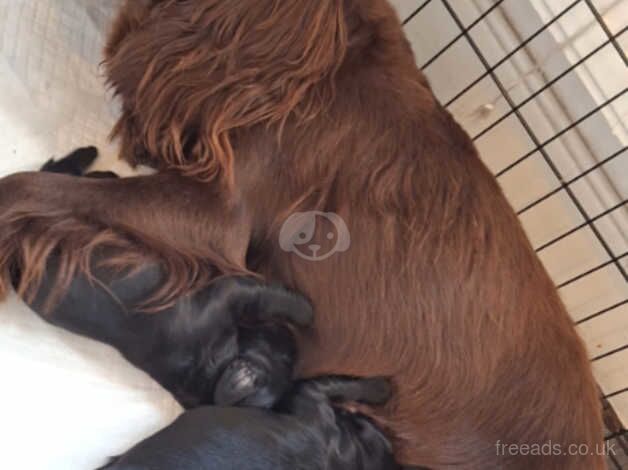 Black working cockerspaniels for sale in Leeds, West Yorkshire - Image 5