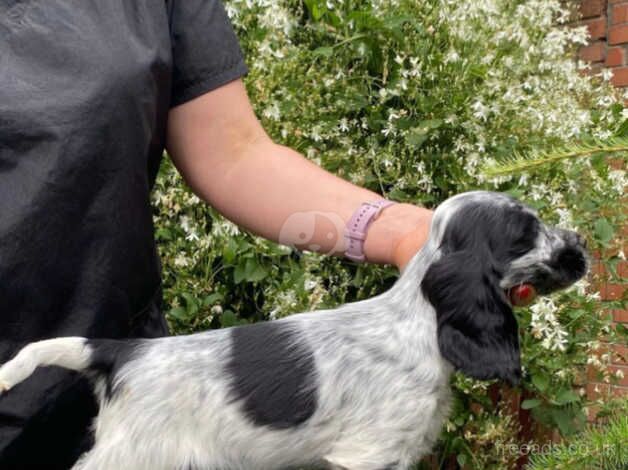 Blue Roan Cocker Spaniel puppies. for sale in Liverpool, Merseyside - Image 1