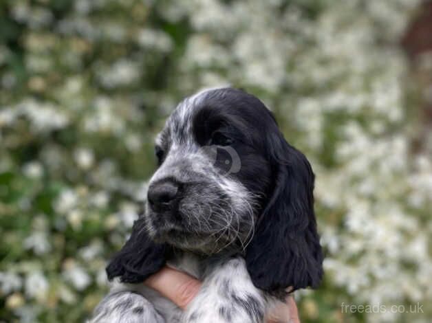 Blue Roan Cocker Spaniel puppies. for sale in Liverpool, Merseyside - Image 2