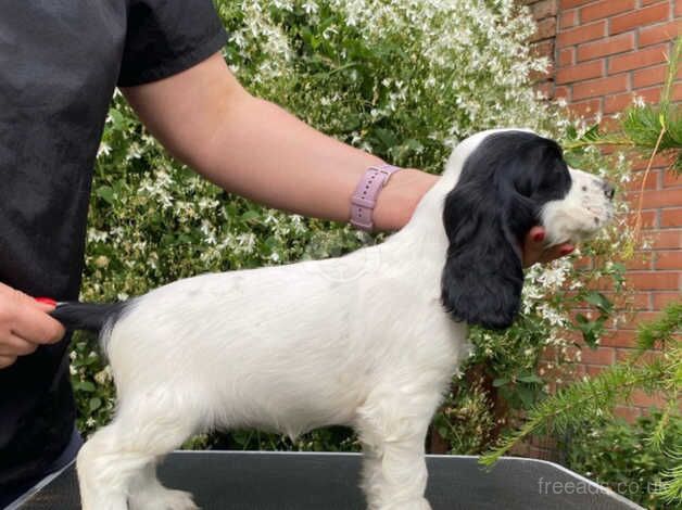 Blue Roan Cocker Spaniel puppies. for sale in Liverpool, Merseyside - Image 3