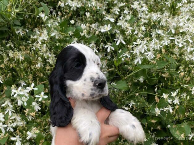 Blue Roan Cocker Spaniel puppies. for sale in Liverpool, Merseyside - Image 4