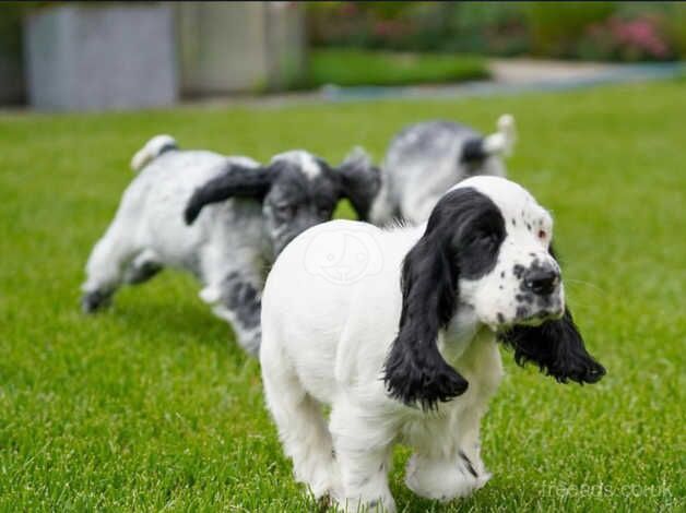 Blue Roan Cocker Spaniel puppies. for sale in Liverpool, Merseyside - Image 5