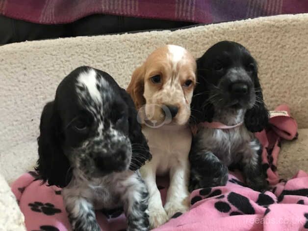 Blue roan show type cocker spaniel puppies for sale in Carmarthen/Caerfyrddin, Carmarthenshire - Image 1