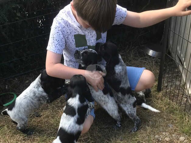 Blue roan show type cocker spaniel puppies for sale in Carmarthen/Caerfyrddin, Carmarthenshire - Image 2