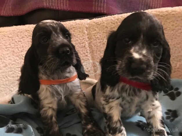 Blue roan show type cocker spaniel puppies for sale in Carmarthen/Caerfyrddin, Carmarthenshire - Image 3