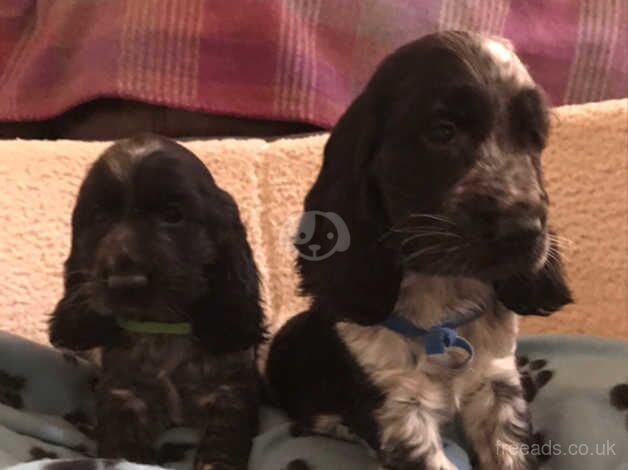 Blue roan show type cocker spaniel puppies for sale in Carmarthen/Caerfyrddin, Carmarthenshire - Image 4