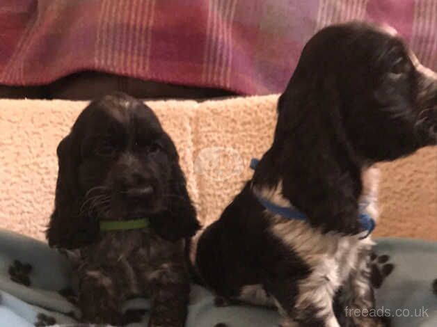 Blue roan show type cocker spaniel puppies for sale in Carmarthen/Caerfyrddin, Carmarthenshire - Image 5