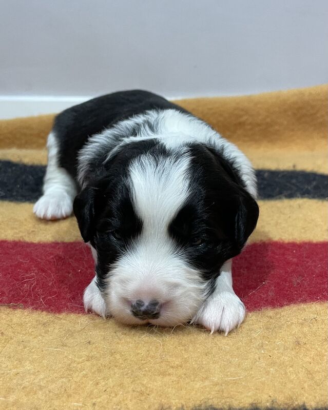 Border collie cross Cocker Spaniel puppies for sale in Ashford, Kent