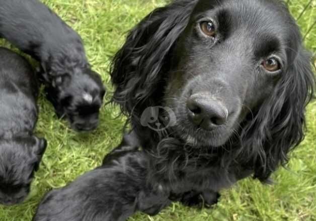 Cocker Spaniel Puppies for sale