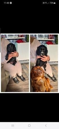 Boy and girl cocker spaniel puppy for sale in Nottingham, Nottinghamshire