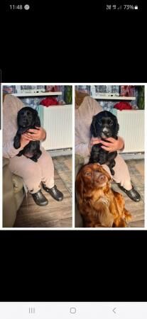 Boy and girl cocker spaniel puppy for sale in Nottingham, Nottinghamshire - Image 1