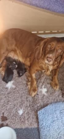 Boy and girl cocker spaniel puppy for sale in Nottingham, Nottinghamshire - Image 3