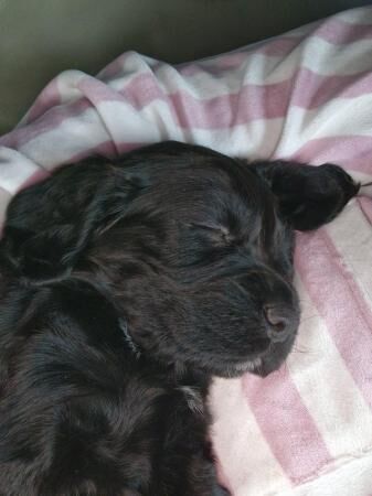 Boy and girl cocker spaniel puppy for sale in Nottingham, Nottinghamshire - Image 4