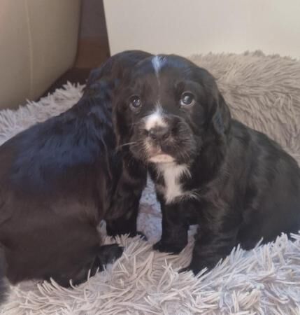 Boy and girl cocker spaniel puppy for sale in Nottingham, Nottinghamshire - Image 5