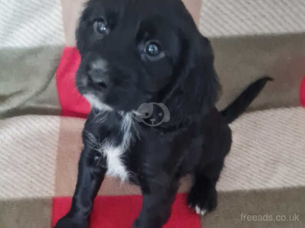 WORKING BOY BLACK & WHITE SPOTTED COCKER for sale in Ashford, Surrey