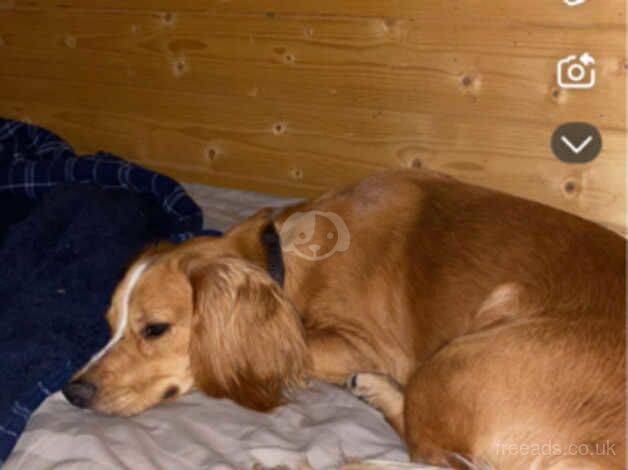 Boy cocker spaniel for sale in Clacton-On-Sea, Essex - Image 2